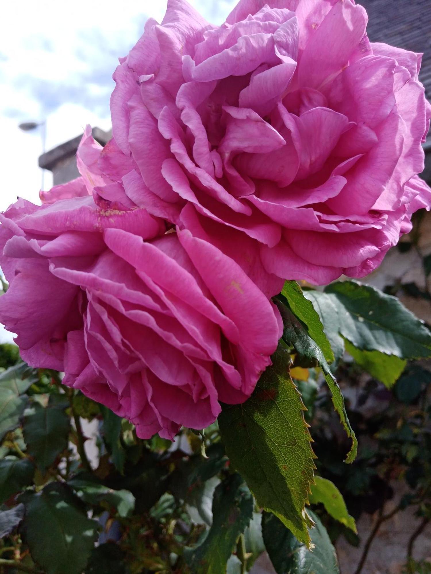 Rose Garden Bayeux Bed & Breakfast Eksteriør bilde